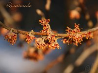 Hamamelis Quasimodo - vernalis 2015 02 07 3116